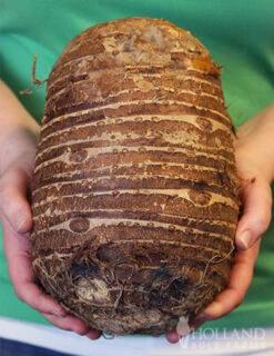 Menu Fancy Foliage Collection -plant shop 72116 jumbo elephant ear 2