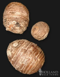 Menu Fancy Foliage Collection -plant shop 72116 jumbo elephant ear 3