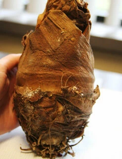 Menu Fancy Foliage Collection -plant shop 72122 upright elephant ear