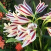 Menu Stars & Stripes Crinum Lily 2 Menu Stars & Stripes Crinum Lily -plant shop 72143 stars and stripes crinum lily