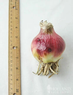 Menu Stars & Stripes Crinum Lily -plant shop 72143 stars and stripes crinum lily 2