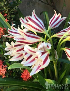 Menu Stars & Stripes Crinum Lily