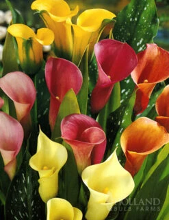 Menu Hybrid Calla Lilies Mixed Value Bag