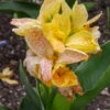 Menu Picasso Dwarf Canna -plant shop 73108 2