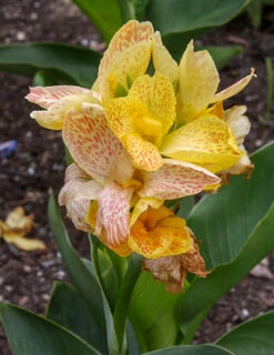 Menu Picasso Dwarf Canna