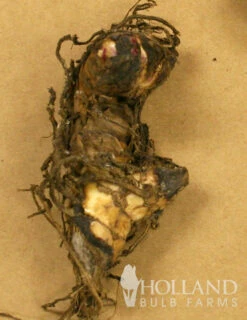 Menu Picasso Dwarf Canna -plant shop 73108 picasso dwarf canna