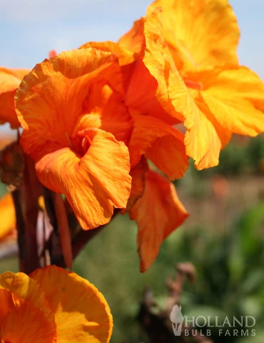 Menu Wyoming Canna 4 Menu Wyoming Canna - Image 2