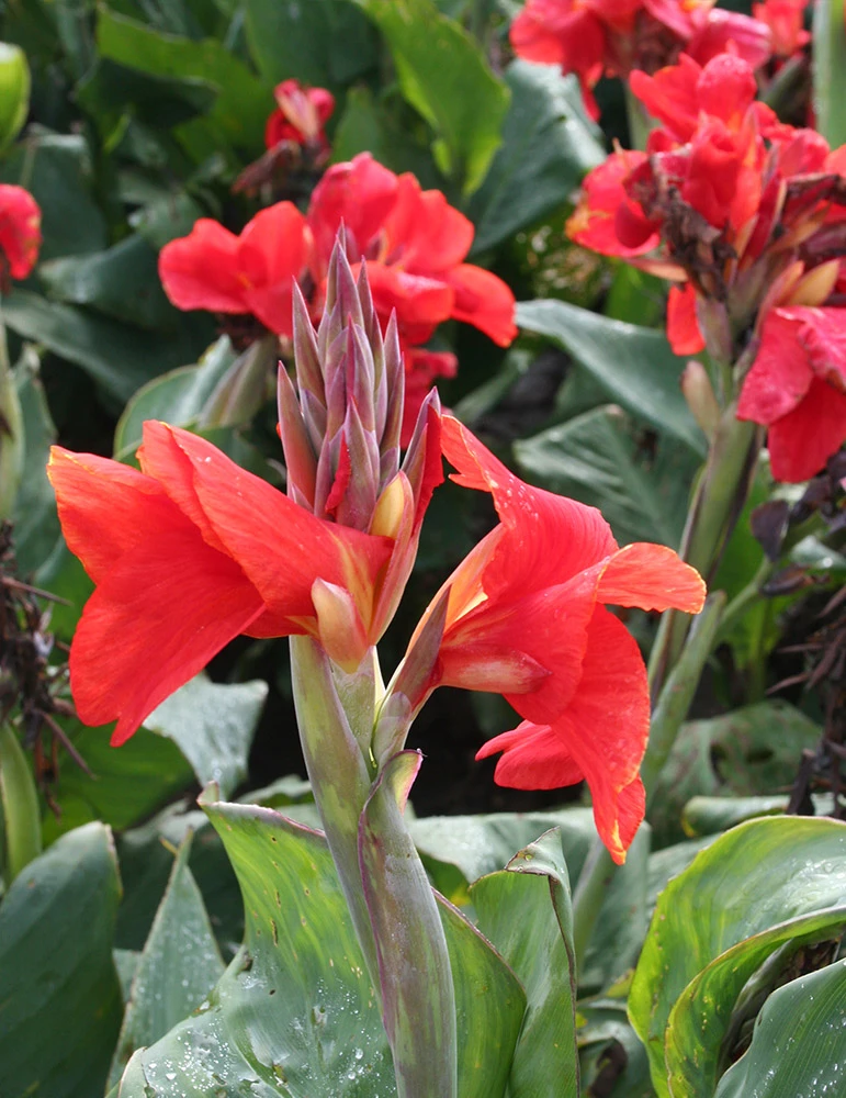 Menu The President Canna 5 Menu The President Canna - Image 3