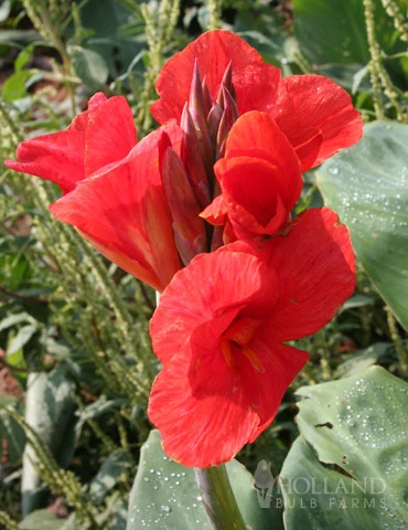 Menu The President Canna 3 Menu The President Canna