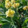 Menu Pfitzer's Primrose Yellow Dwarf Canna -plant shop 73115 2