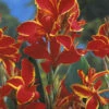Menu Lucifer Dwarf Canna 1 Menu Lucifer Dwarf Canna -plant shop 73121 lucifer dwarf canna