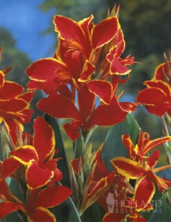 Menu Lucifer Dwarf Canna