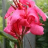 Menu Shell Pink Dwarf Canna 2 Menu Shell Pink Dwarf Canna -plant shop 73122