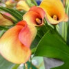 Menu Flame Calla Lilies -plant shop 73123 1 1