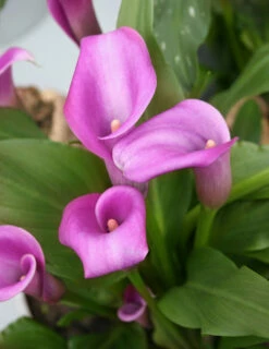 Menu Crystal Clear Calla Lily Collection -plant shop 73124 1 2