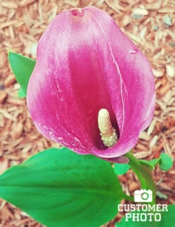 Menu A Lady's Favorite Calla Collection -plant shop 73124 2018 07 18 lavender gem calla lily sara 2