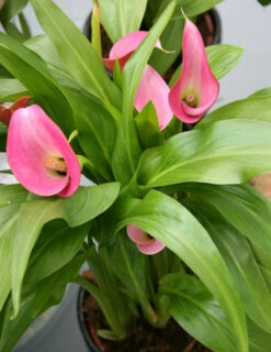 Menu Fairytale Calla Lily Collection 19 Menu Fairytale Calla Lily Collection -plant shop 73130 2