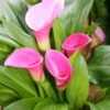 Menu Garnet Glow Calla Lilies -plant shop 73130 3