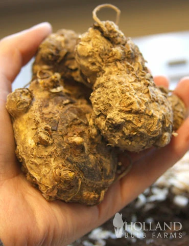 Menu Fairytale Calla Lily Collection 10 Menu Fairytale Calla Lily Collection - Image 8