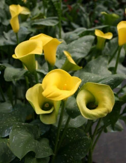 Menu Juicy Fruit Calla Collection -plant shop 73134 1 1