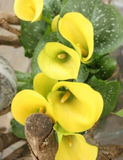 Menu Juicy Fruit Calla Collection -plant shop 73134 2 1