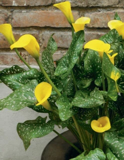 Menu Juicy Fruit Calla Collection -plant shop 73134 3 1