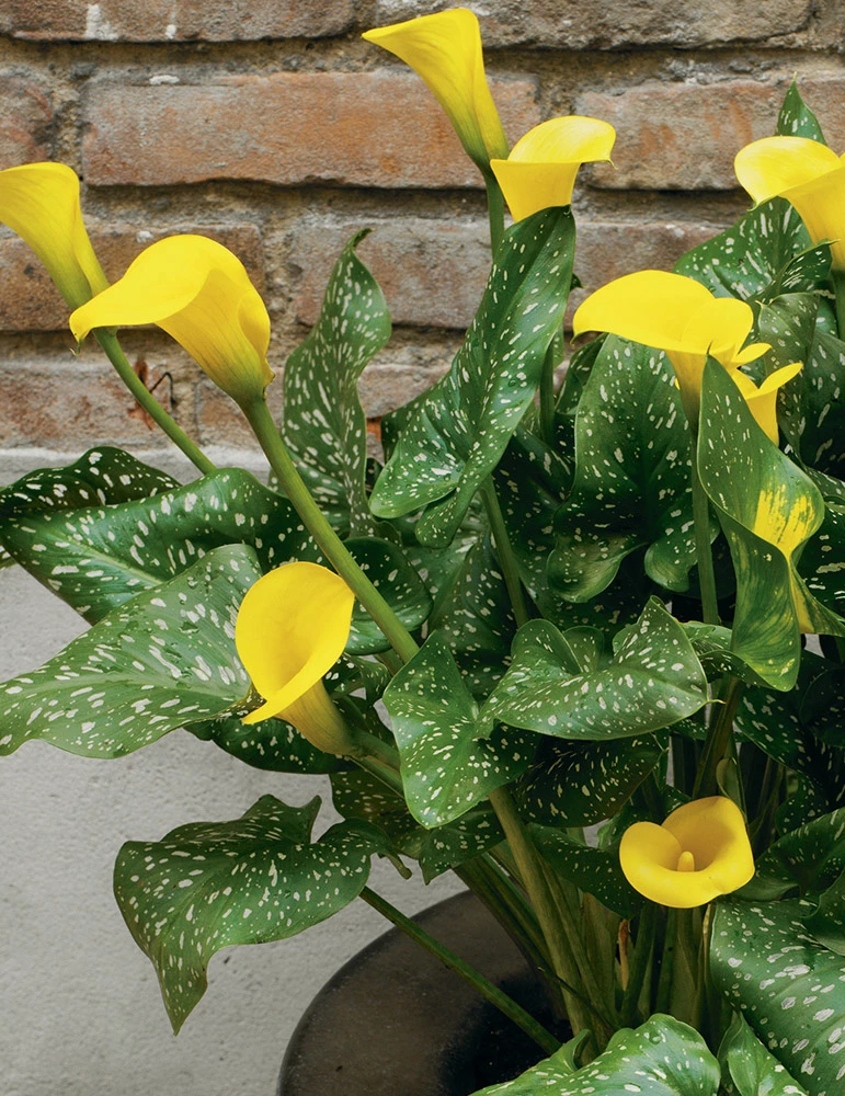 Menu Millennium Queen Calla Lily 5 Menu Millennium Queen Calla Lily - Image 3