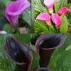 Menu Fairytale Calla Lily Collection -plant shop 73142 2