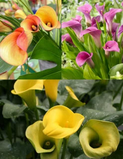 Menu Juicy Fruit Calla Collection