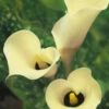 Menu Black Eyed Lady Calla Lily -plant shop 73152 black eyed lady calla lily
