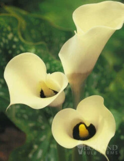 plant shop 21 Menu Black Eyed Lady Calla Lily