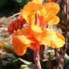 Menu Phasion Canna -plant shop 73163