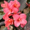 Menu Pink Futurity Dwarf Canna -plant shop 73164 pink futurity dwarf canna