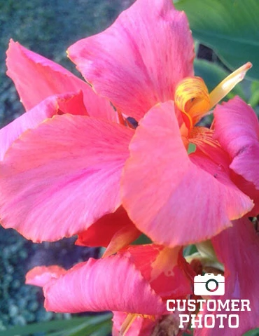 Menu Pink Futurity Dwarf Canna 4 Menu Pink Futurity Dwarf Canna - Image 2