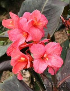 Menu Pink Futurity Dwarf Canna