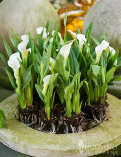 plant shop -plant shop 73167 intimate queen calla lily 1