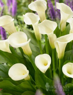 Menu A Lady's Favorite Calla Collection -plant shop 73167 intimate queen calla lily 2