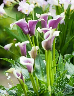 Menu Picasso Calla Lily 9 Menu Picasso Calla Lily -plant shop 73169 picasso calla lilies 2