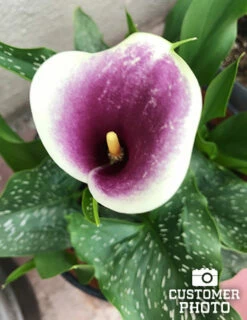Menu Picasso Calla Lily 10 Menu Picasso Calla Lily -plant shop 73169 picasso calla lilies 3