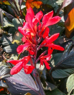 Menu Red Futurity Canna