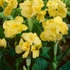 Menu Yellow Futurity Canna -plant shop 73171