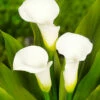 Menu Crystal Clear Calla Lily -plant shop 73175 calla lilies crystal clear 2 1