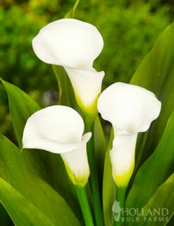plant shop 19 Menu Crystal Clear Calla Lily