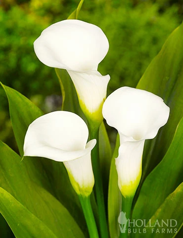 Menu Crystal Clear Calla Lily 5 Menu Crystal Clear Calla Lily -plant shop 73175 calla lilies crystal clear 2 1