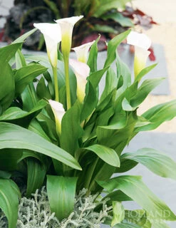 plant shop -plant shop 73175 calla lilies crystal clear 3 1