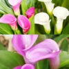 Menu Crystal Clear Calla Lily Collection 2 Menu Crystal Clear Calla Lily Collection -plant shop 73177 crystal clear calla lily collection