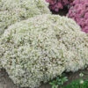 Menu Bundle Of Joy Sedum -plant shop 74100 bundle of joy