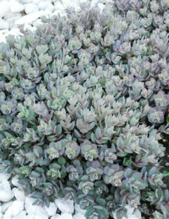 Menu Dazzleberry Sedum -plant shop 74101 dazzleberry 2