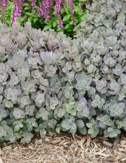 Menu Dazzleberry Sedum -plant shop 74101 dazzleberry 3