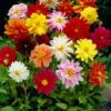 Menu Mixed Unwin Dwarf Dahlias Value Bag -plant shop 74102 mixed unwin dwarf dahlias value bag
